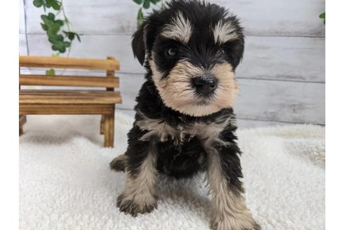 成約済の静岡県のミニチュアシュナウザー-120045の2枚目