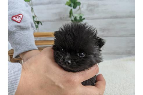 成約済の静岡県のポメラニアン-120047の4枚目