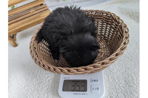 成約済の静岡県のポメラニアン-120047の3枚目