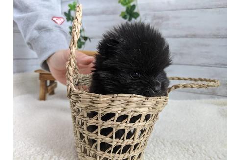 成約済の静岡県のポメラニアン-120047の2枚目