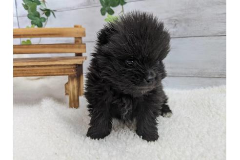 成約済の静岡県のポメラニアン-120047の1枚目