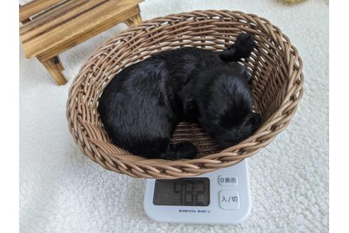 成約済の静岡県のチワプー:チワワ×トイプードル-120050の4枚目