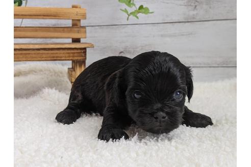 成約済の静岡県のチワプー:チワワ×トイプードル-120050の3枚目