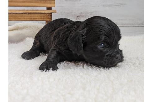 成約済の静岡県のチワプー:チワワ×トイプードル-120050の2枚目