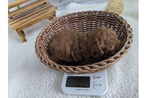 成約済の静岡県のタイニープードル-120056の5枚目