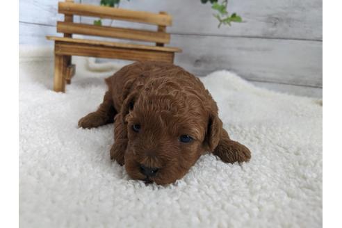 成約済の静岡県のタイニープードル-120056の4枚目