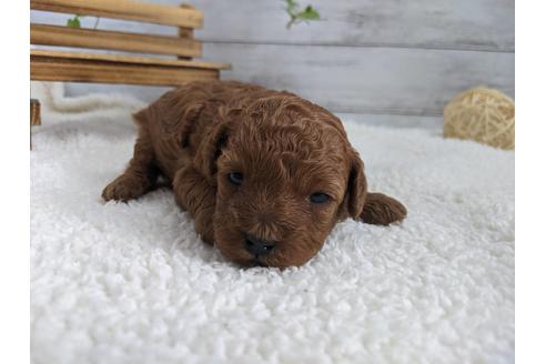 成約済の静岡県のタイニープードル-120056の3枚目