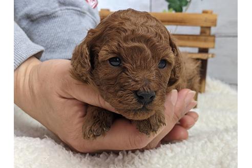 成約済の静岡県のタイニープードル-120065の1枚目