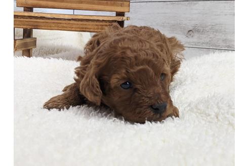 成約済の静岡県のタイニープードル-120065の3枚目