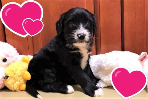 成約済の茨城県のミックス犬-120077の3枚目