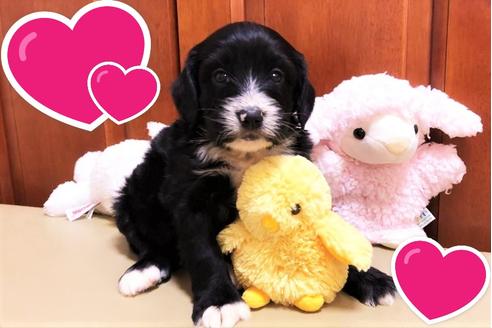 成約済の茨城県のミックス犬-120077の1枚目