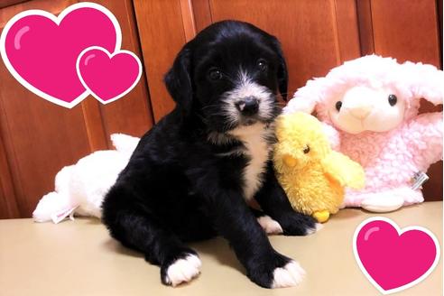 成約済の茨城県のミックス犬-120077の2枚目