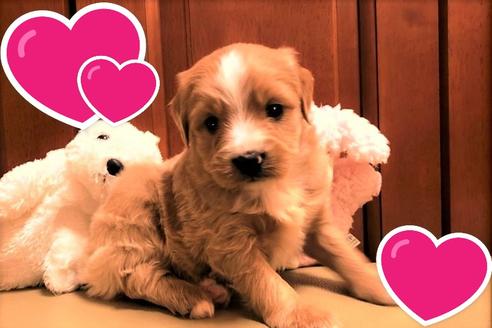 成約済の茨城県のミックス犬-120087の3枚目