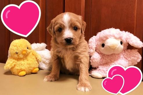 成約済の茨城県のミックス犬-120087の2枚目