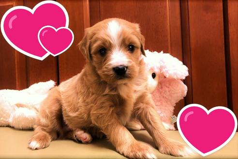 成約済の茨城県のミックス犬-120087の1枚目