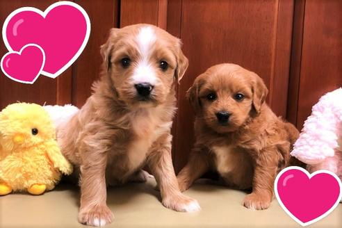 成約済の茨城県のミックス犬-120088の4枚目
