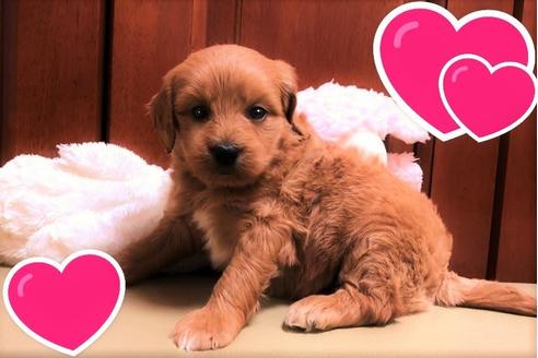 成約済の茨城県のミックス犬-120088の1枚目