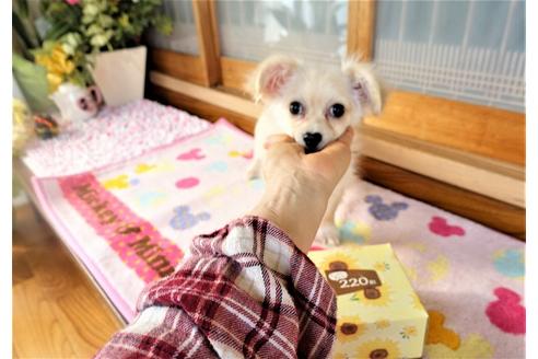 成約済の熊本県のミックス犬-114400の1枚目