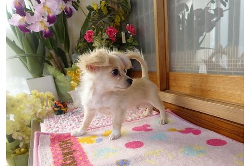 成約済の熊本県のミックス犬-114400の4枚目