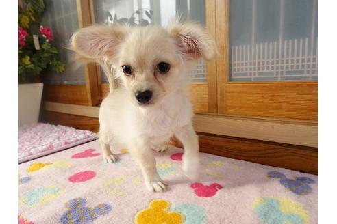 成約済の熊本県のミックス犬-114400の3枚目