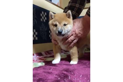 成約済の佐賀県の豆柴-117016