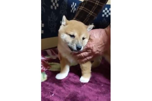 成約済の佐賀県の豆柴-117016の2枚目