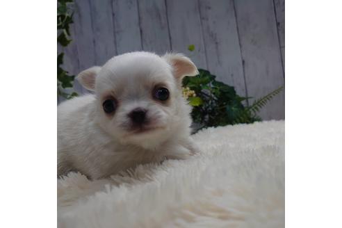 子犬