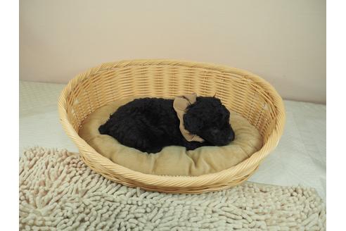 成約済の埼玉県のトイプードル-120132の5枚目