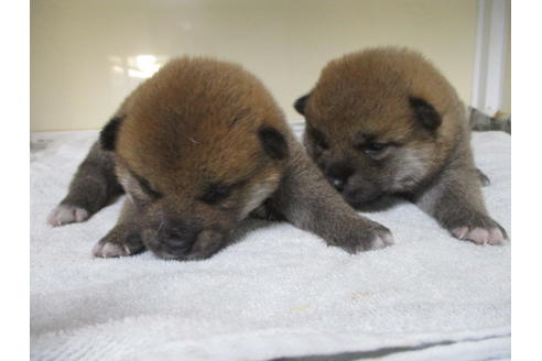 成約済の岡山県の柴犬-120139の16枚目