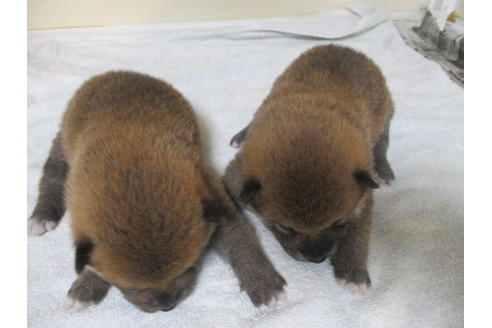 成約済の岡山県の柴犬-120139の15枚目