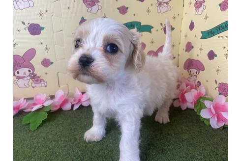 成約済の栃木県のミックス犬-118430の4枚目