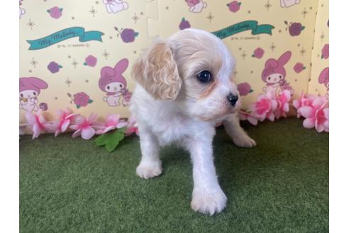 成約済の栃木県のミックス犬-118430の3枚目