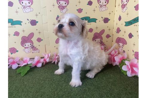 成約済の栃木県のミックス犬-118430の2枚目