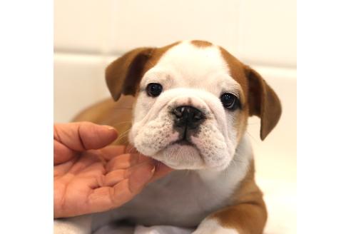 成約済の滋賀県のブルドッグ-120156の1枚目