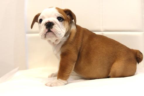 成約済の滋賀県のブルドッグ-120156の2枚目