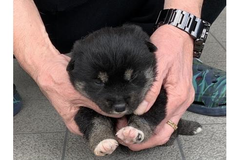 成約済の長崎県の柴犬-120182の4枚目