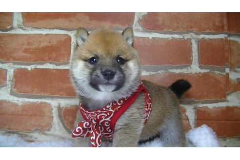 成約済の福岡県の豆柴-117372の1枚目