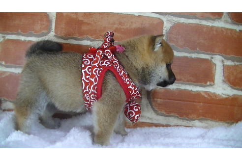 成約済の福岡県の豆柴-117372の4枚目