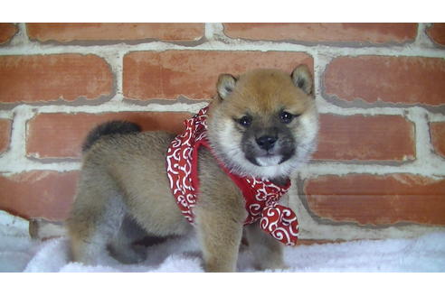 成約済の福岡県の豆柴-117372の2枚目