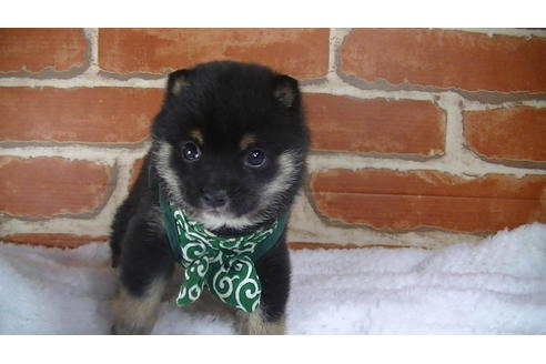 成約済の福岡県の豆柴-117374の6枚目