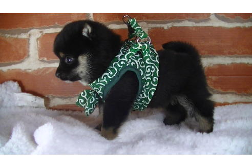 成約済の福岡県の豆柴-117374の5枚目