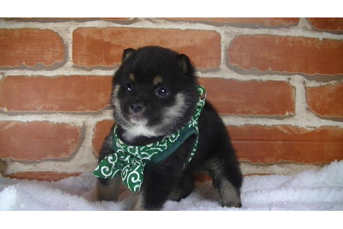 成約済の福岡県の豆柴-117374の4枚目