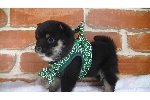 成約済の福岡県の豆柴-117374の3枚目