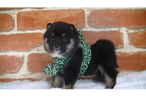 成約済の福岡県の豆柴-117374の1枚目