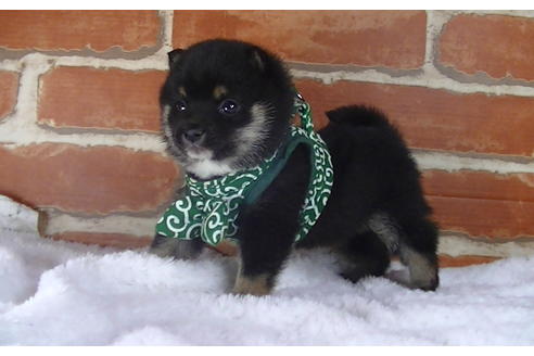 成約済の福岡県の豆柴-117374の2枚目