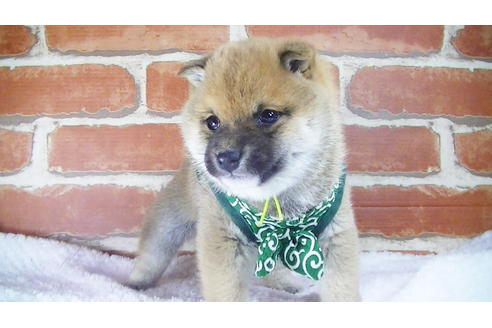 成約済の福岡県の豆柴-117356の5枚目