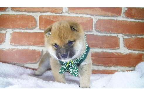 成約済の福岡県の豆柴-117356の3枚目