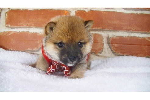 成約済の福岡県の豆柴-117371の5枚目