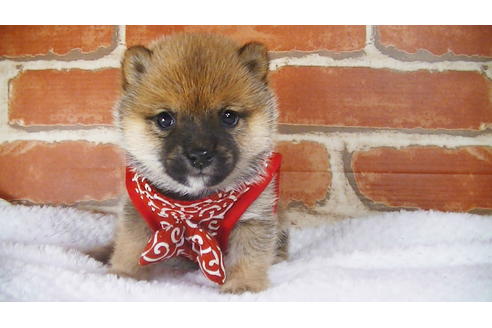 成約済の福岡県の豆柴-117371の1枚目