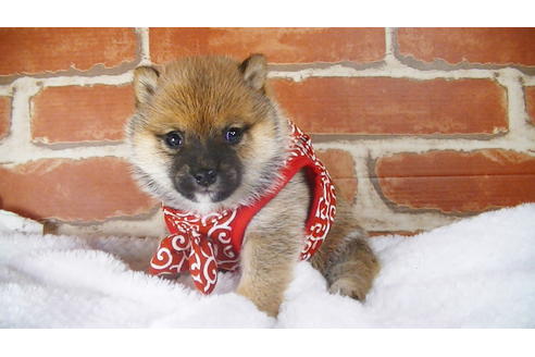 成約済の福岡県の豆柴-117371の4枚目